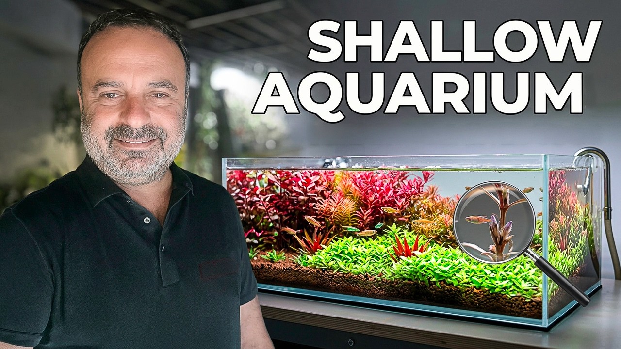 Shallow Aquarium Tour | Planted Aquarium Aquascape with Fish & Plants