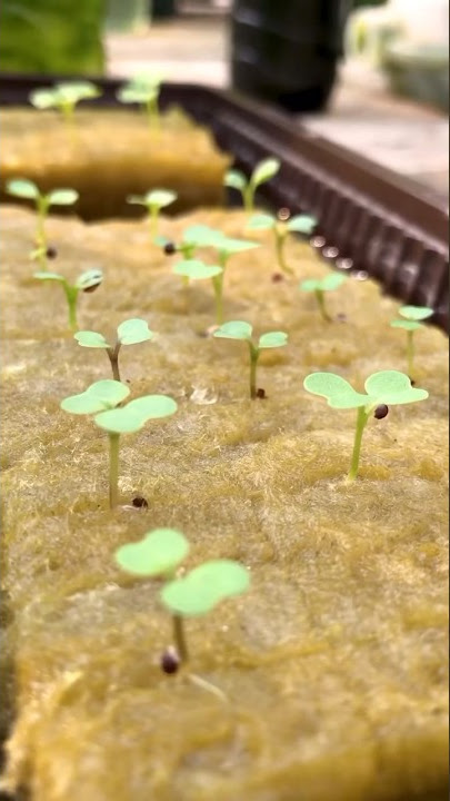 Cara Semai Caisim #carasemaicaisim #hidroponikpemula #hidroponikrumahan #caisimhidroponik