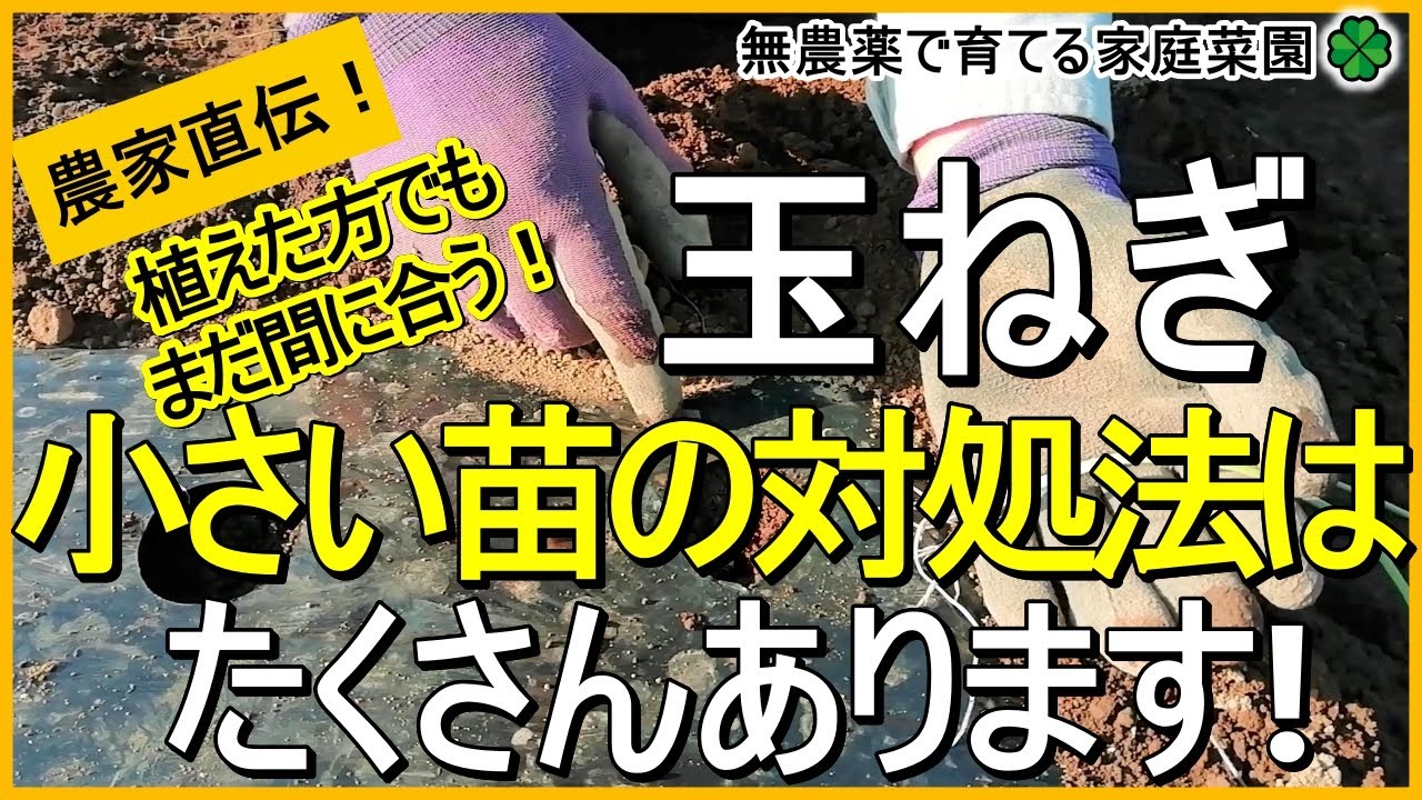 Onion Cultivation] Tips for Growing Small Seedlings to a Larger