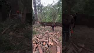 Pinos Peligrosos!