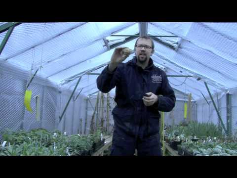 Steve's Tips For Planting Bulbs - Jan 2011