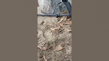 Hello my little golden friend! #shorts