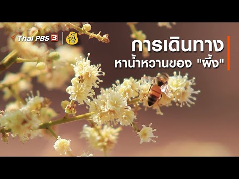วีดีโอ: ดอกไม้ที่ผึ้งชอบ: การเลือกหลอดฤดูใบไม้ผลิสำหรับแมลงผสมเกสร