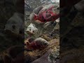 🔥Ikan Oscar (Astronotus ocellatus) – Cantik Tapi Monster Mematikan!🐟#viralshorts #subscribe #viral