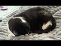 Cat videos JTB Cozy Cats, Lazy Days – Live Cat Cam