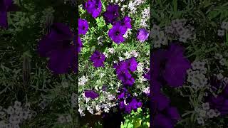 Harmonious Blooms: Purple Petunias & White Sweet Alyssum Flower |