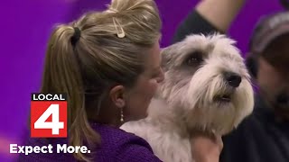 Rare dog breed takes top honors at Westminster Kennel Club Dog Show
