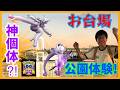 【ポケモンGO】今度こそ神個体メガミュウツーゲットなるか!?GOフェス東京・お台場公園体験！