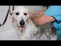 My Golden Retriever Dog Gets Grooming for the First Time