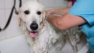 My Golden Retriever Dog Gets Grooming for the First Time