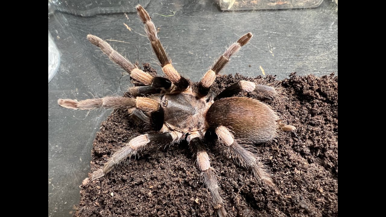 Haplocosmia himalayana, Purple Banded Earth Tiger  rehouse new style enclosures