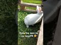Car Keys