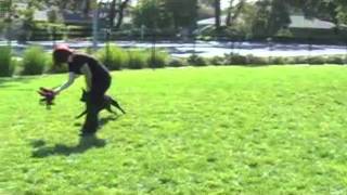 Ember Is Waiting On A Friend