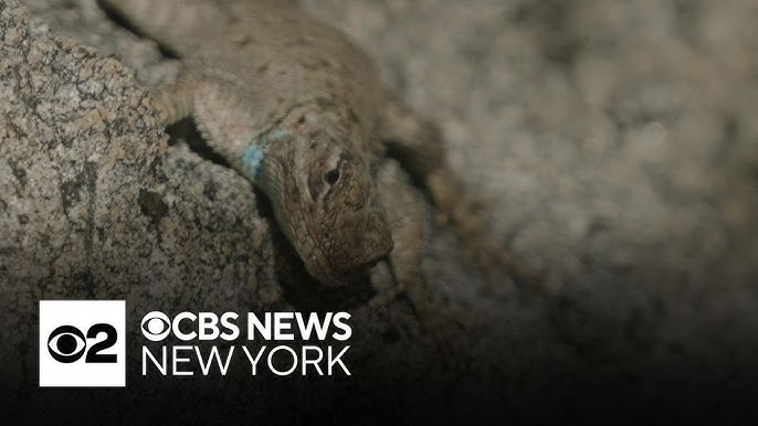 This Lizard Is Getting Forced Out Of Its Home By Climate Change