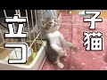 フェンスにはさまってた子猫、直立する
