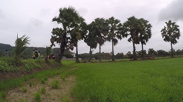 Dừng chụp hình cây Thốt Nốt trước khi đến Núi Cấm ở An Giang.