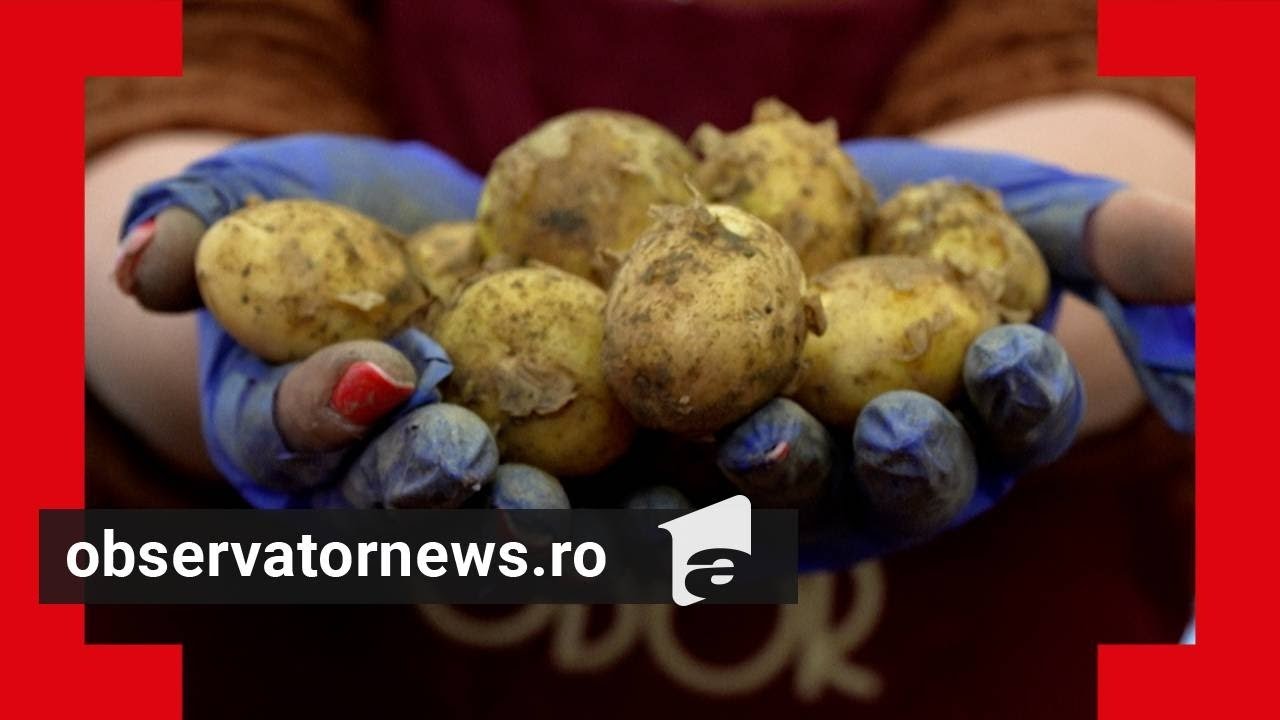 Cartofii româneşti, comparaţi în laborator cu cei egipteni şi greceşti. Rezultatul este surprinzător