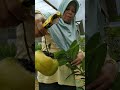 PETIK BUAH BLACK SAPOTE JUMBO DI KEBUN RAGIL SUROSO