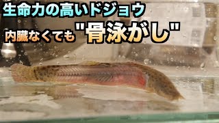 神秘的！！生きたドジョウの内臓を抜いても