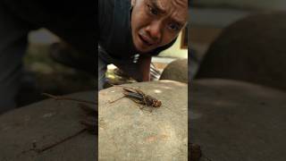 mengantar walang ketempat istirahat yang terakhir😭 #shorts #sad #belalang