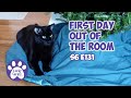 First Day Out Of The Room, A New Toy For The Kittens | S6 E131 | Training Feral Cats