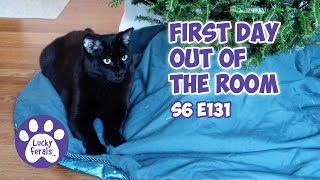 First Day Out Of The Room, A New Toy For The Kittens | S6 E131 | Training Feral Cats