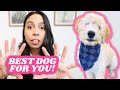 Picking out a dog? WATCH! 😳 Things nobody talks about when getting a dog