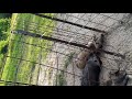 Basic explanation of how a HOG C-TRAP WORKS
