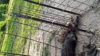 Basic explanation of how a HOG C-TRAP WORKS