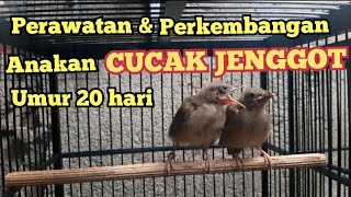 Review Perkembangan Dan Perawatan Anakan Cucak Jenggot Umur 20 Hari