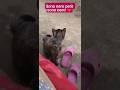 #cat #angel #virale #pets #perte #viralvideo #chat #love