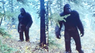 Download Lagu Trail Camera Caught A Huge Bigfoot Walking Towards My Cabin - Sasquatch Story MP3