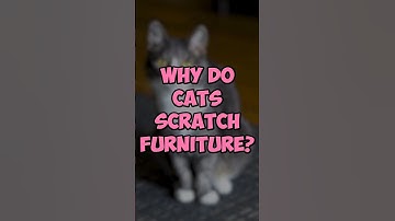 Why Does Your Cat Scratch Your Furniture? 😼 #shorts