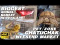 CHATUCHAK WEEKEND MARKET | PET ZONE | Biggest Animal Market in Thailand