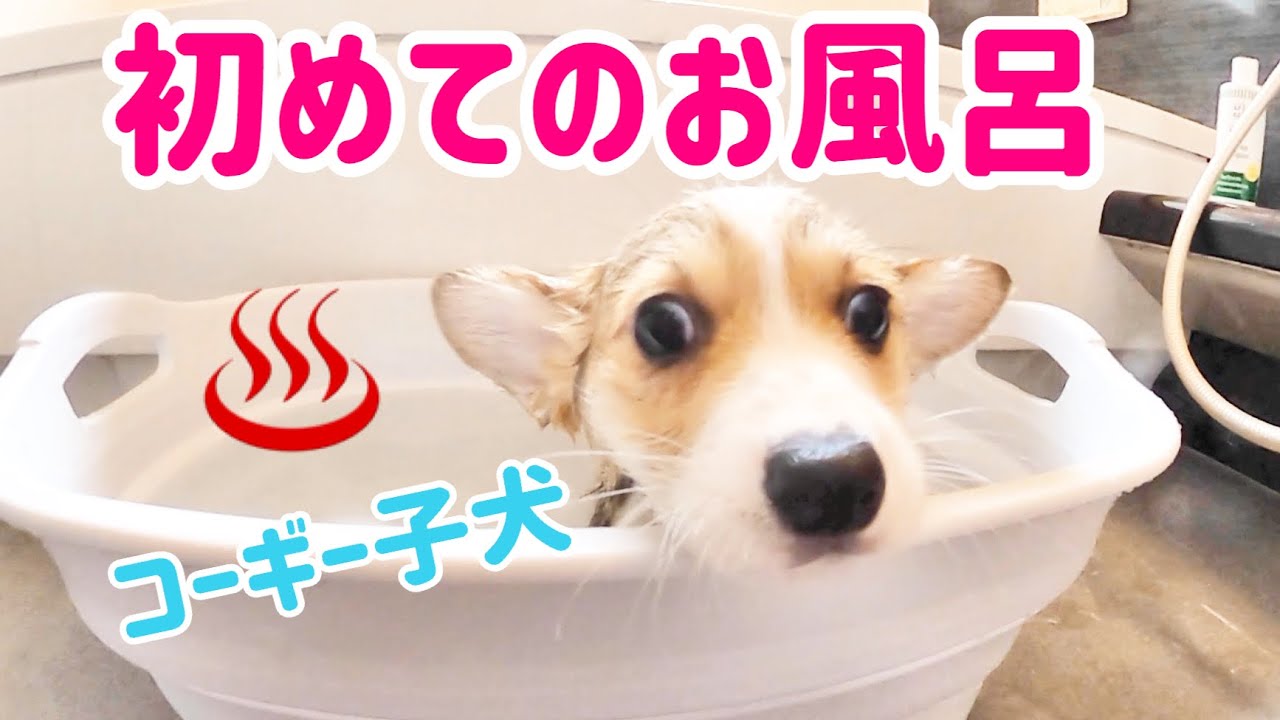 コーギーの子犬（パピー）が初めてお風呂でシャンプーをしました coggy puppy YouTube