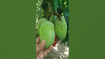Multi Grafted Mango Tree #mangovarieties #mango #mangotree#howtograft