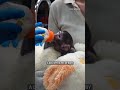 Baby monkey #Yuji captures hearts at Guadalajara #Zoo