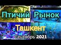 Янгиабад базар, Птичий рынок Узбекистан Ташкент, аквариумы, рыбки, растения, корма, оборудование