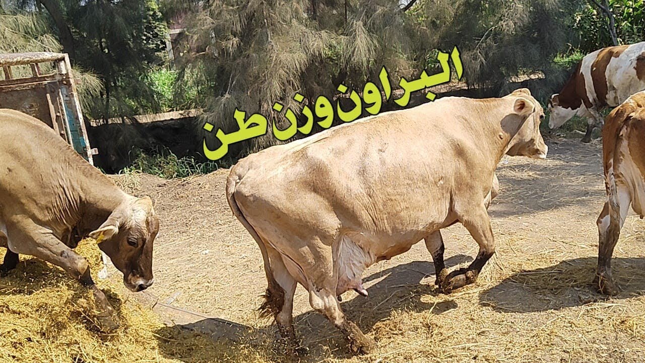 المهندس علاء البعل يعرض ابقار براون وزنها طن عشر ٨ شهور