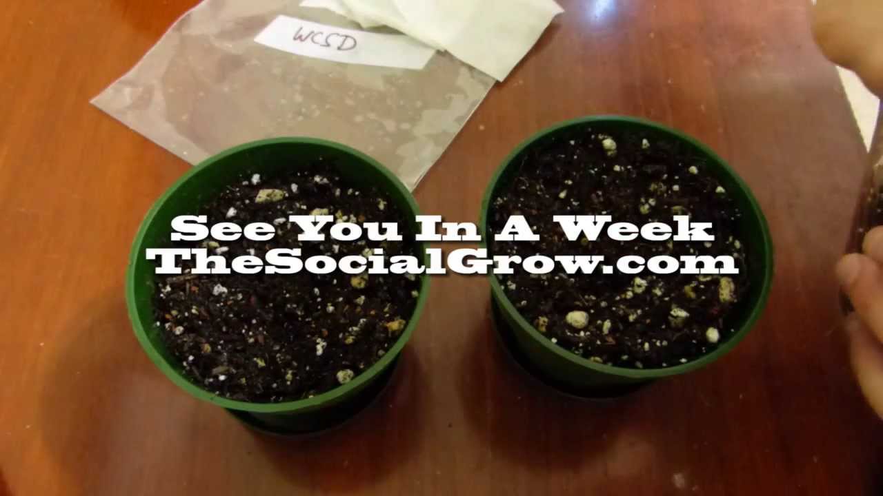 Med-Man Brand SocialGrow Ep1