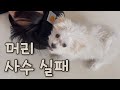 횽아 머리카락 뜯어 먹기 앙🐶