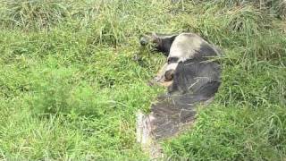 Giant Anteater at play