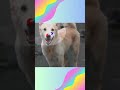 How dragGAN AI Technology is Revolutionizing the Photo Industry
