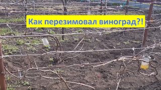 Что с виноградом после зимы? Стоит ли вообще его укрывать. Укрытие землей и полипропиленом.