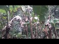 OUR 14 DAYS QUARANTINE IN OZAMIS