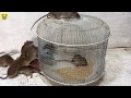 Good idea Mouse Trap 🐭  10 Mice Trapped in one night 🐀 Best mouse/ Rat Trap 🐀 Black Rat