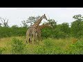 SOUTH AFRICA springbok, waterbuck and other animals (SANParks)