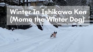 Winter in Ishikawa Ken x Momo playing in the Snow | 041 VLOG