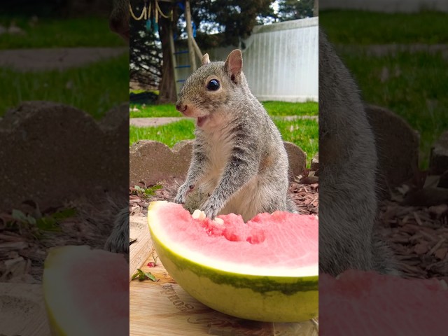 最可愛的吃瓜鼠｜ASMR｜Eating Watermelon #asmr #squirrel #wildlife #naturesounds #birds #relax class=