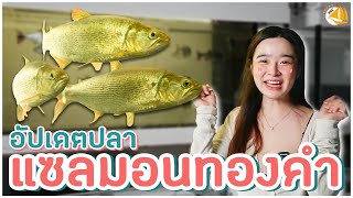 อัปเดต DORADO SALMON โตแล้วนะ – SNC FISHROOM #DORADO #SALMON #แซลมอน